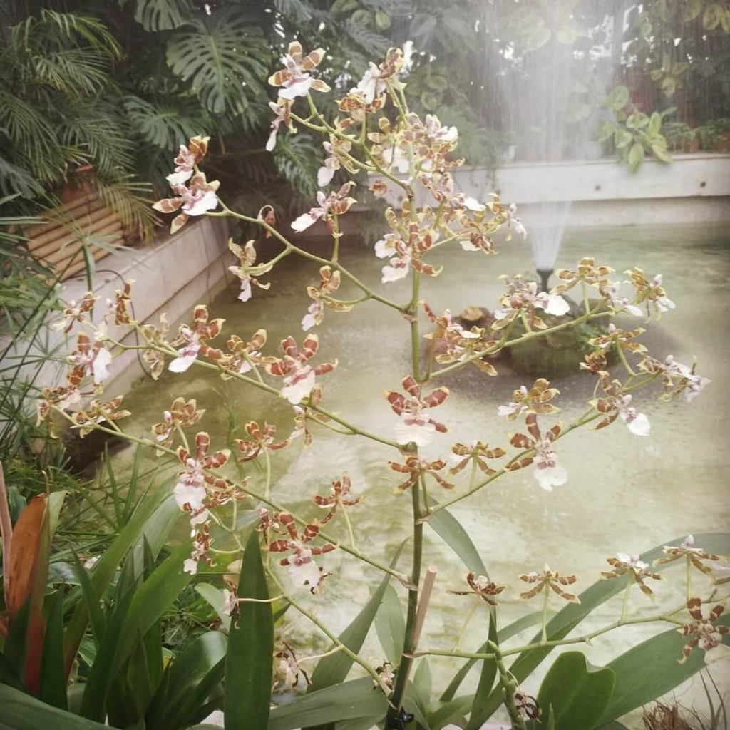 Сад тропических бабочек в Оранжерее Таврического сада